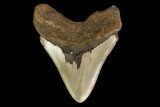 Serrated, Fossil Megalodon Tooth - North Carolina #147487-2